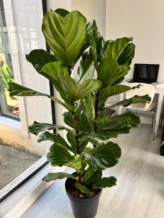 Fiddle Leaf plant in a pot