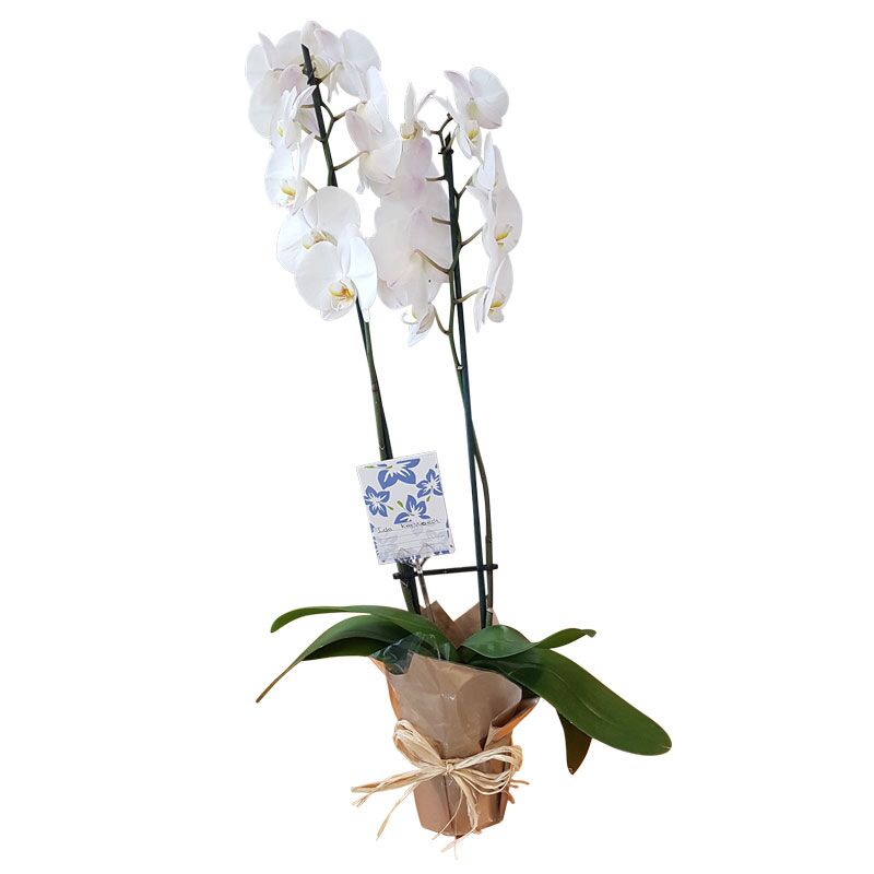 Beautiful White Orchid Pot Plant