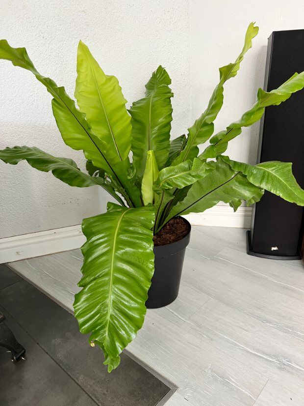 Bird Nest Fern in a 30cm pot plant